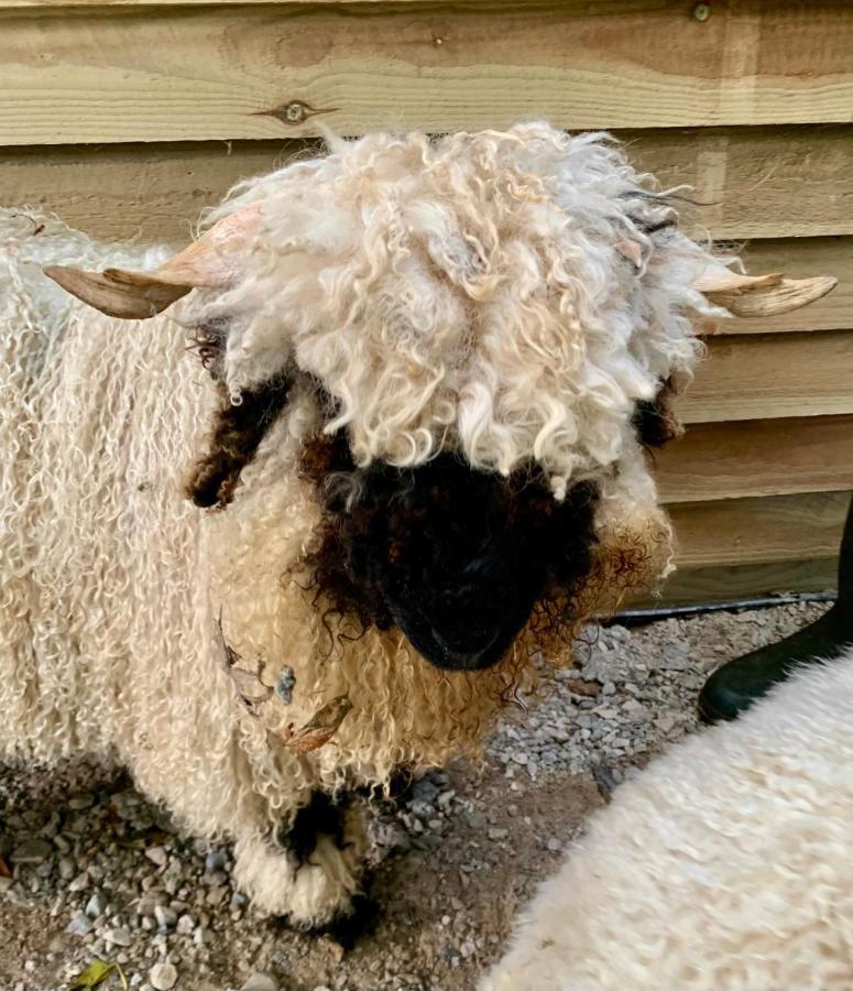 Hotel Delny Glamping And Farm Animals à Invergordon Extérieur photo