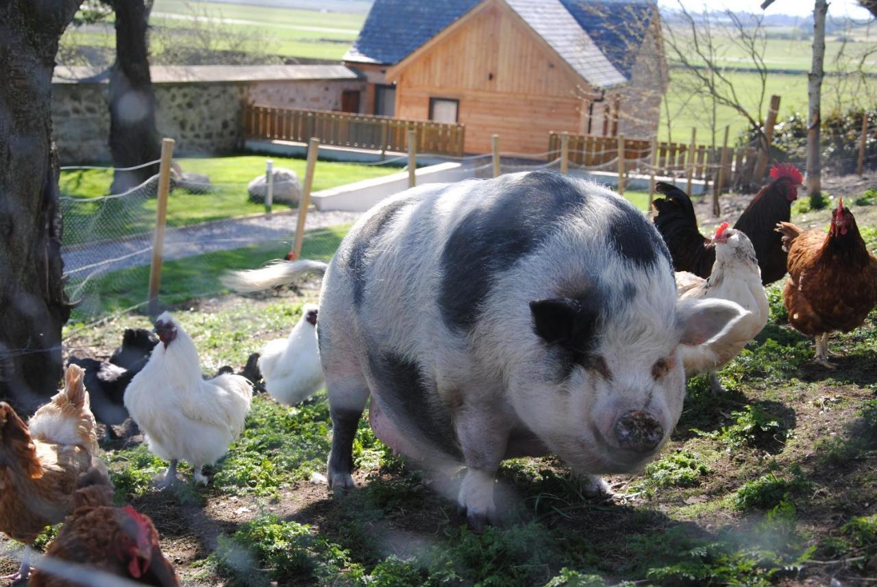 Hotel Delny Glamping And Farm Animals à Invergordon Extérieur photo