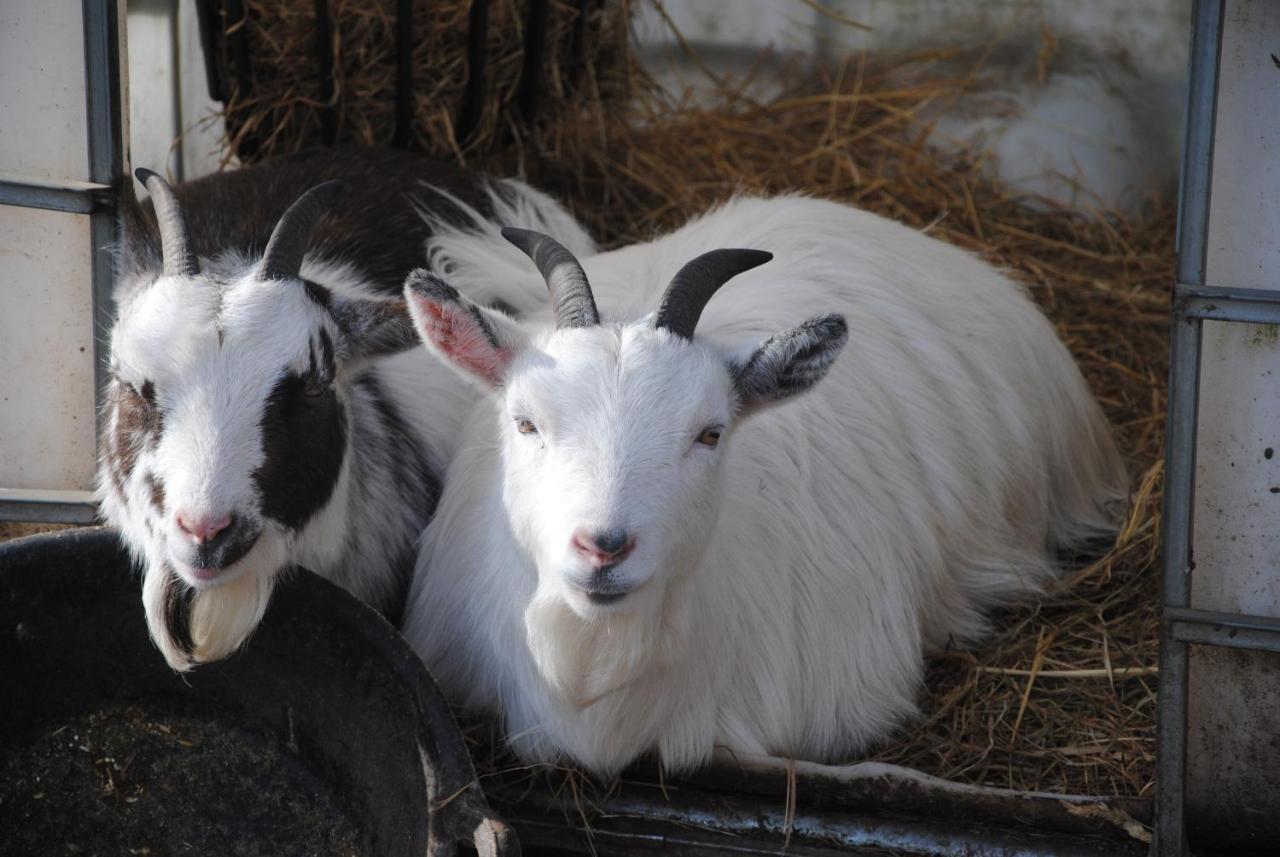 Hotel Delny Glamping And Farm Animals à Invergordon Extérieur photo
