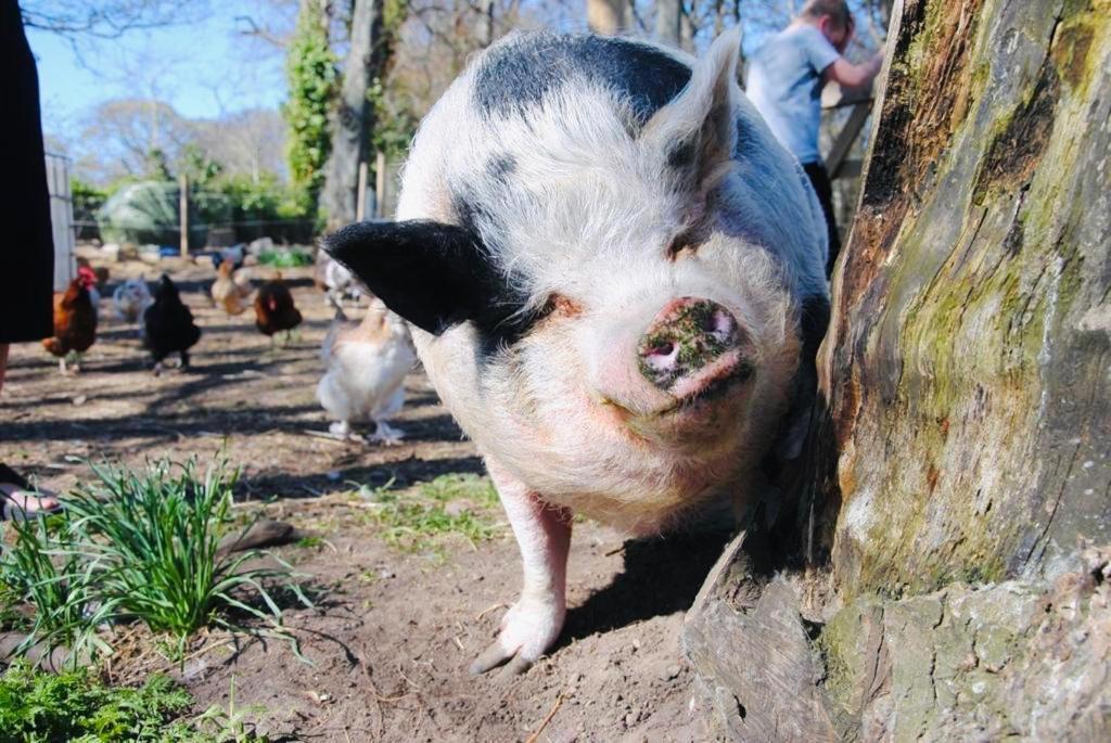 Hotel Delny Glamping And Farm Animals à Invergordon Extérieur photo