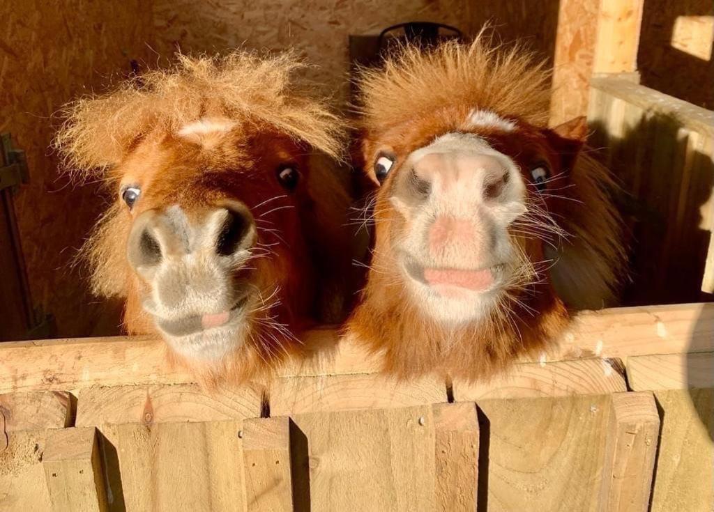Hotel Delny Glamping And Farm Animals à Invergordon Extérieur photo